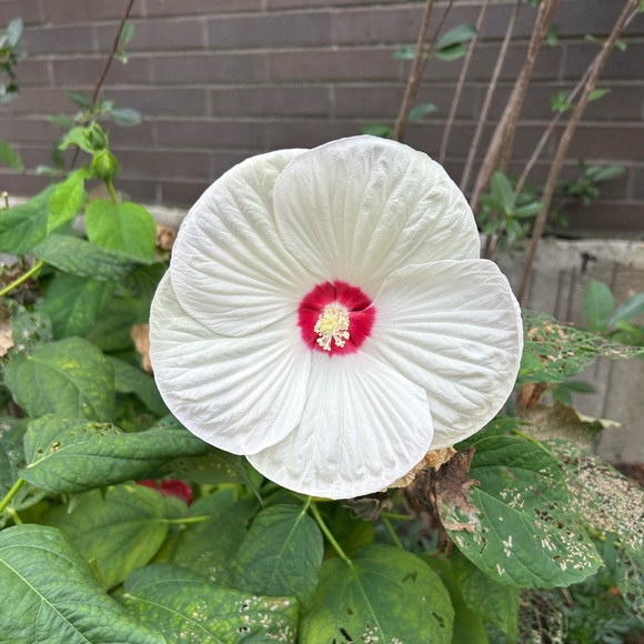 Meet your Posher, Peach - Picture 1 of 1